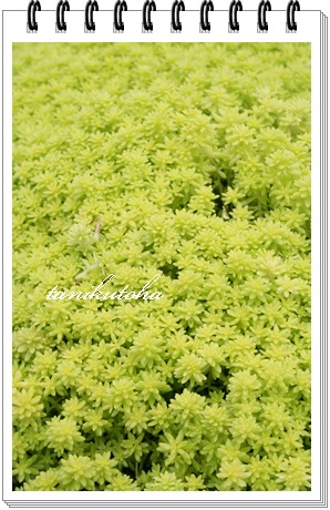 }lOTC,}lOTCĕB₵,}lOTCʔ,}lOTCgt,Z_-Sedum cv 'MORIMURA-LIME'