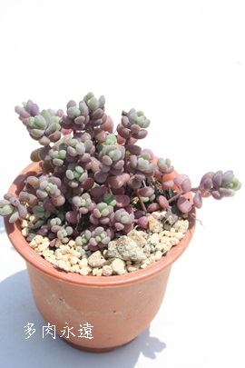 Pl,Ђ߂قт,Plʔ,Plgt,PlĕB₵,Z_-Sedum anglicum