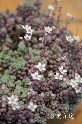 PlAЂ߂قтAZ_-Sedum anglicum