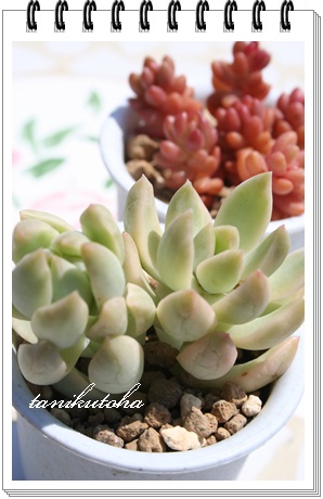 ,ꂢɂ,эgt,ђʔ,шĕB₵,Z_-Sedum 'Golden Glow'variegata