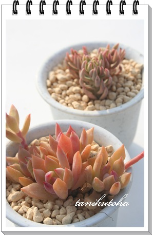 gr[eB[,gr[eB[ʔ,gr[eB[̔,gr[eB[Qgt,Z_-Sedum 'Little Beauty'