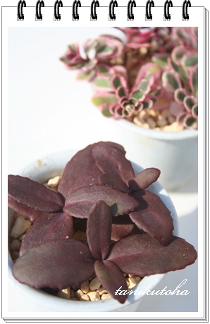 p[vGy[,p[vGy[ʔ,p[vGy[gt,p[vGy[̔,Z_-Sedum Purple Empelar