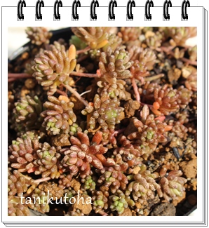 R[J[ybg,R[J[ybgĕ,R[J[ybgB₵,R[J[ybgʔ,Z_,Z_̒ʔ-Sedum 'CORALCARPET',i@ɂƂ