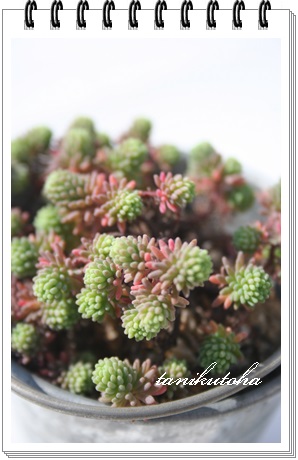 fBtTAZ_-Sedum DIFFUSUM