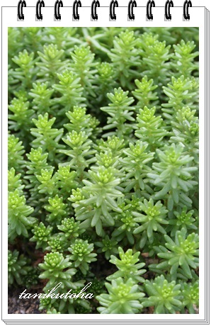 O[|GAZ_-Sedum 'Green Poem'