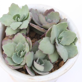 fB[AAZ_-Sedum 'Lady Ann'