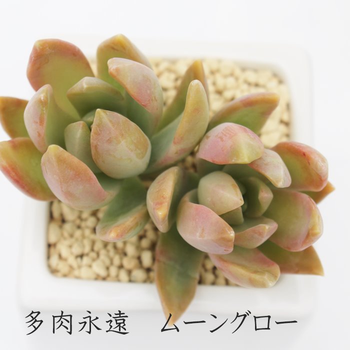 [O[,[O[ʔ,[O[̔,[O[gt,[O[t,Z_-Sedum Moon Glow