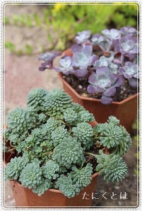 OERtB,Z_,OERtBʔ,OERtBĕB₵,OERtB̔-Sedum graucofilum,i@ɂƂ