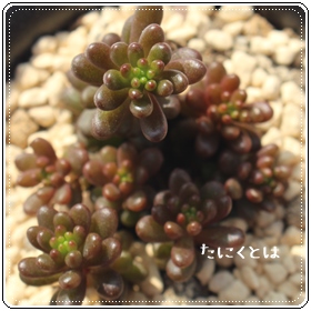 bhx[,bhx[̔,bhx[ʔ,bhx[i,bhx[B₵,bhx[ĕ,Z_bhx[,Z_̒ʔ-Sedum redberry,i@ɂƂcuctus and succulents onlineshop from japan-TANIKUTOHA