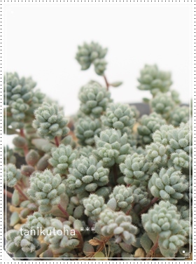 ʒ`܂ς,Z_,ʒ`܂ςʔ,ʒ`܂ςĕB₵,OERtB̔-Sedum dasyphyllum var.suendermannii,i@ɂƂ