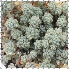 ʒ`܂ς,ʒ`܂ςĕ,ʒ`܂ς̔,Z_ʒ`܂ς-Sedum dasyphyllum var.suendermannii