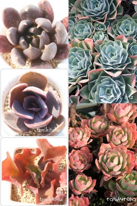 GPxAZbg̔,GPxAZbgʔ,GPxAZbg̔̔,GPxAZbg̖≮ʔ,GPxAZbg̔,i@ɂƂ́[cuctus and succulents onlineshop from japan-TANIKUTOHA
