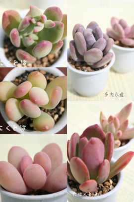 pLtBcEpLxAZbg̔,pLtBcEpLxAZbgʔ,pLtBcEpLxAZbg̔̔,pLtBcEpLxAZbg̖≮ʔ,pLtBcEpLxAZbg̔,i@ɂƂ́[cuctus and succulents onlineshop from japan-TANIKUTOHA
