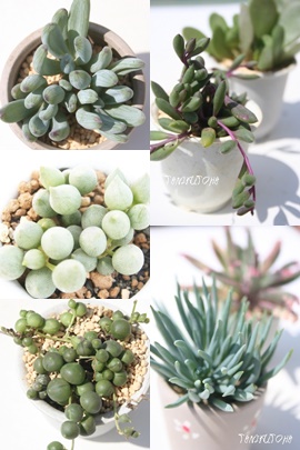 ZlVIZbg̔,ZlVIZbgʔ,ZlVIZbg̔̔,ZlVIZbg̖≮ʔ,ZlVIZbg̔,i@ɂƂ́[cuctus and succulents onlineshop from japan-TANIKUTOHA