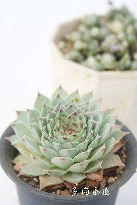 A₴AZyrE-Sempervivum carcarea