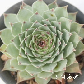 A₴AZyrE-Sempervivum carcarea