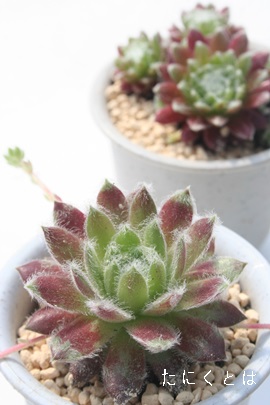 ቲOA䂫ڂAZyrE-Sempervivum YUKIBOTAN