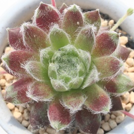 ቲOA䂫ڂAZyrE-Sempervivum YUKIBOTAN