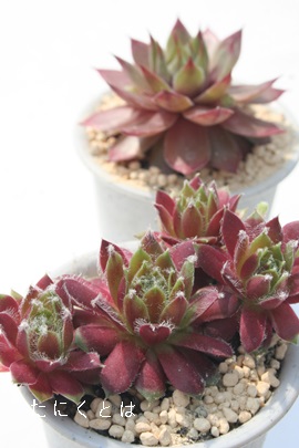 CWAZyrE-Sempervivum INJI