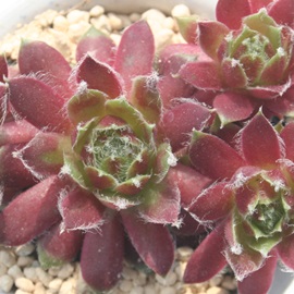 CWAZyrE-Sempervivum INJI