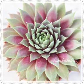 WF[o[AZyrE-Sempervivum Jerry Burn