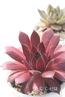 pVtBbNW[_AZyrE-Sempervivum Pacific jordan