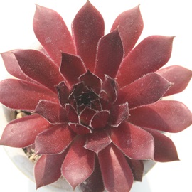 pVtBbNW[_AZyrE-Sempervivum Pacific jordan