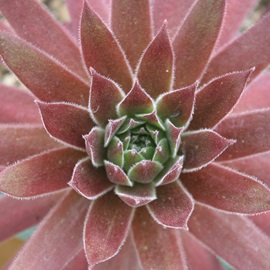 JiAZyrE-Sempervivum CANA