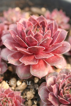 WeZAZyrE-Sempervivum Jyuratence