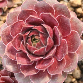 WeZAZyrE-Sempervivum Jyuratence