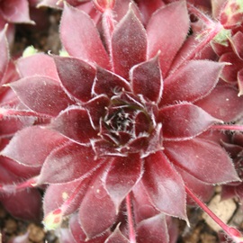 WbNtXgAZyrE-Sempervivum Jack Frost