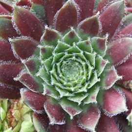 POAЂ߂ڂAZyrE-Sempervivum HIMEBOTAN