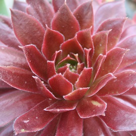 bh[YAZyrE-Sempervivum Red Rose