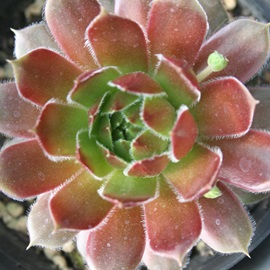 EhrAZyrE-Sempervivum Round Lobin