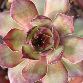 pVtBbNO[[YAZyrE-Sempervivum Pacific Green Rose