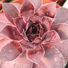 pVtBbNOCXAZyrE-Sempervivum Pacific Grace