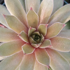 o[XeCAZyrE-Sempervivum Round Lobin