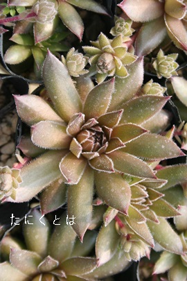 uYpXeAZyrE-Sempervivum Bronz Pastel