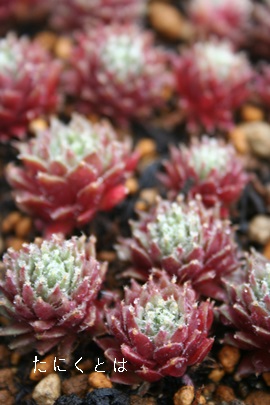 L[xZAZyrE-Sempervivum arachnoideum cuebenese