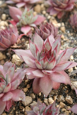 bej[AZyrE-Sempervivum Mettenii