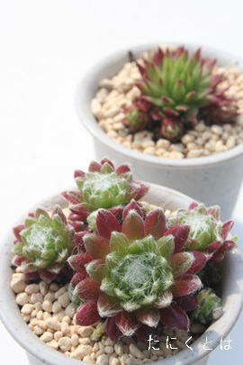 hXAZyrE-Sempervivum Doris