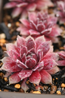 NXsAZyrE-Sempervivum Crispin