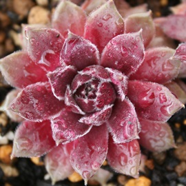 NXsAZyrE-Sempervivum Crispin