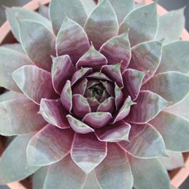 OEJ~[AZyrE-Sempervivum Glaucum Mirror