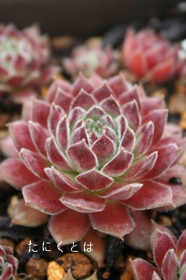 tNClgAZyrE-Sempervivum Frank leinert