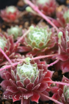 tC}[XXsi[hAZyrE-Sempervivum Flymurs Spinnerd