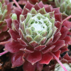 tC}[XXsi[hAZyrE-Sempervivum Flymurs Spinnerd