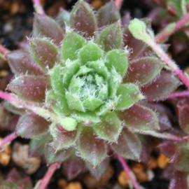 tH[YXvOAZyrE-Sempervivum Fords spling