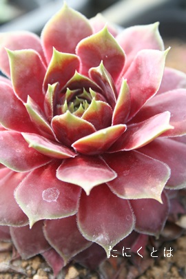 g[Aׂɂ䂤ÂAZyrE-Sempervivum BENIYUDUKI