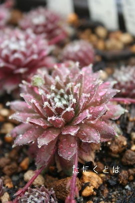 `F[tXgAZyrE-Sempervivum Cherry Frost